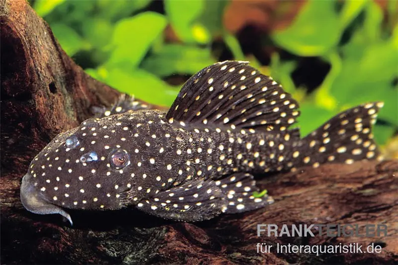 L30 Peppermint-Harnischwels, Parancistrus sp. Peppermint, ca. 10,0-12,0 cm