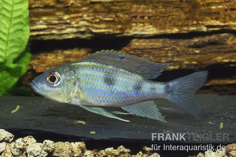 Uferbuntbarsch, Aulonocranus dewindti, 8-12 cm DNZ