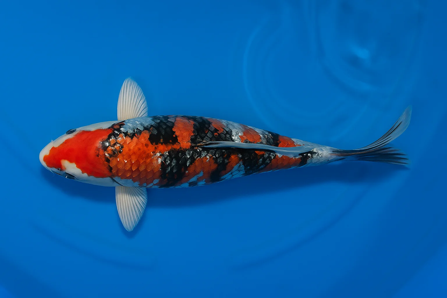 Japan Koi Yagenji Tosai Beni Kikokuryu, Cyprinus carpio, 13-16 cm