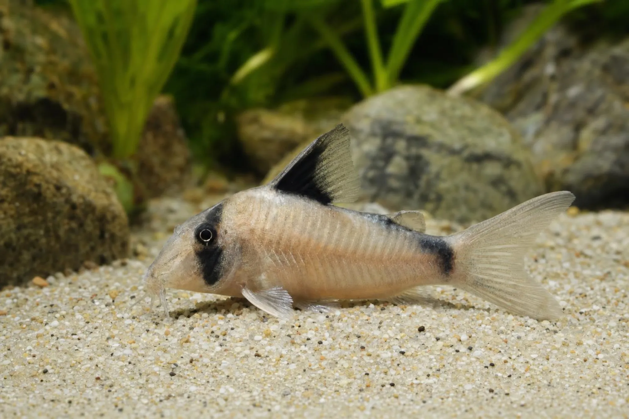 Olga-Panzerwels, Corydoras simulatus