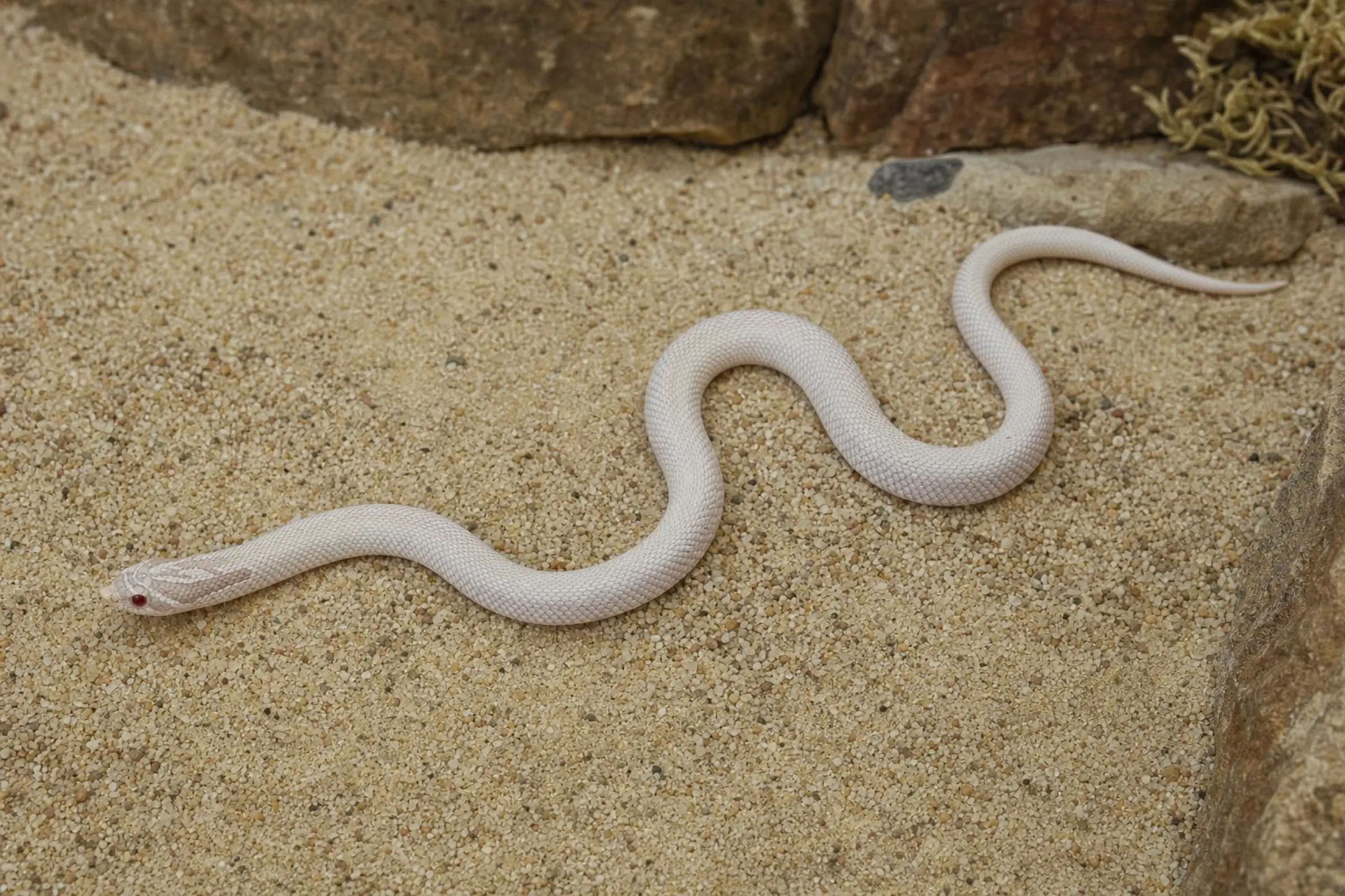 Westliche Snow-Hakennasennatter aus Nachzucht, Heterodon nasicus