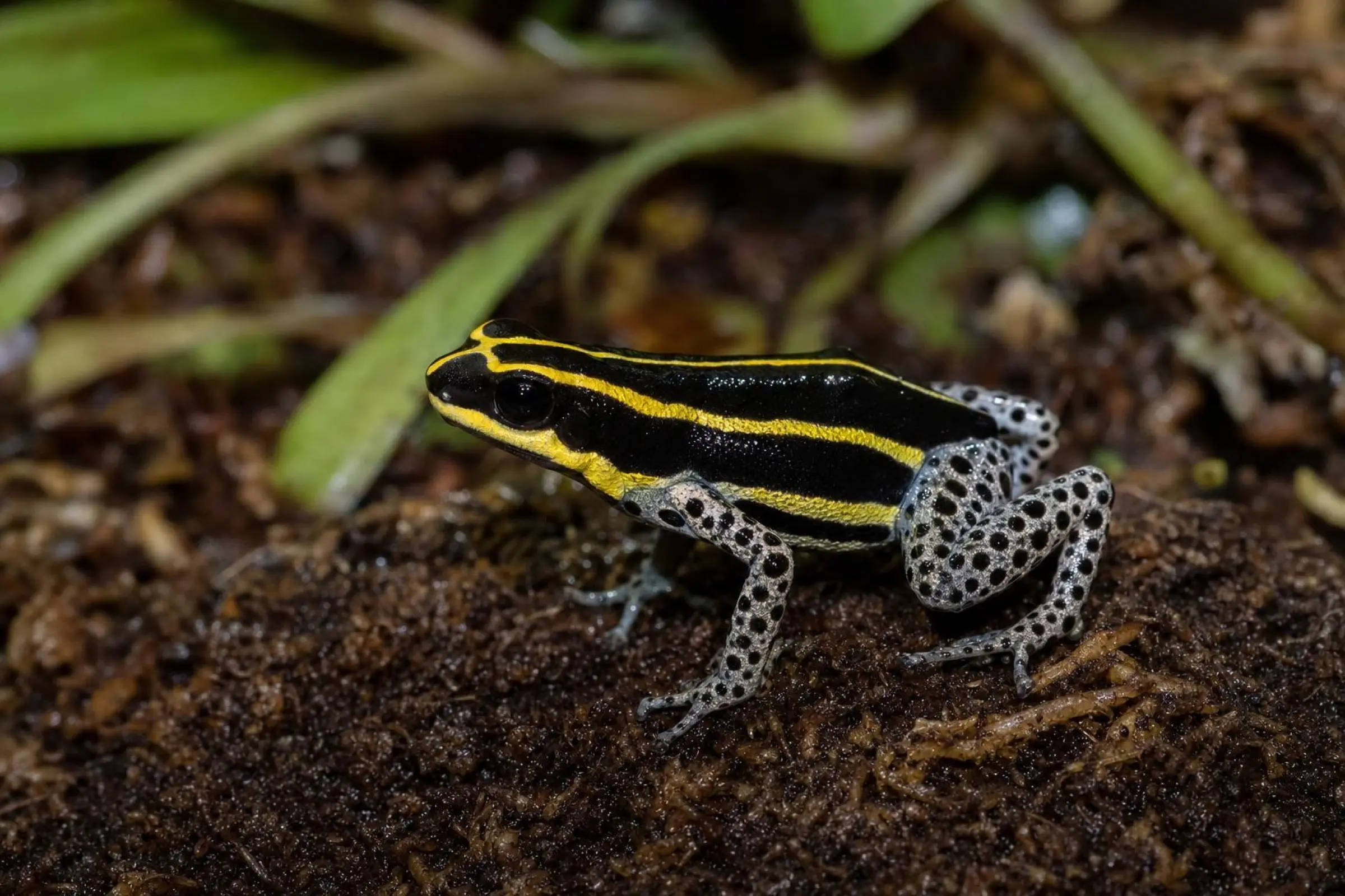 Divisoria-Sira-Baumsteiger, Ranitomeya sirensis