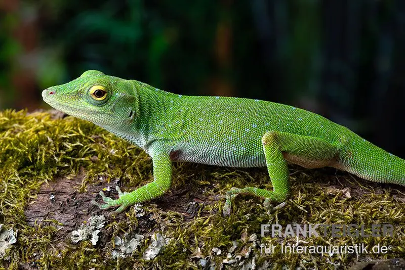 Großer Grün-Anolis, Anolis biporcatus