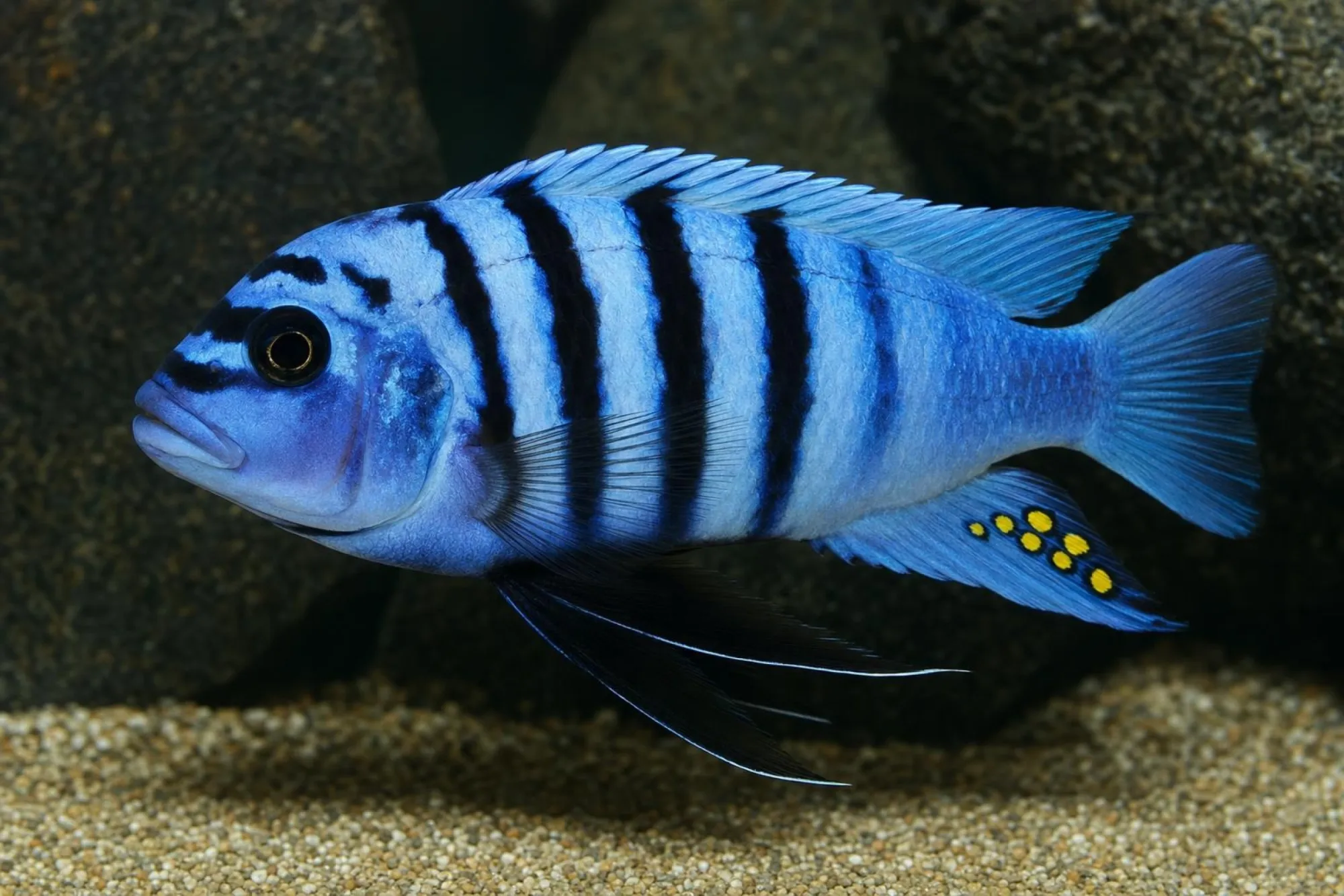 Membe-Deep-Mbuna, Metriaclima sp.
