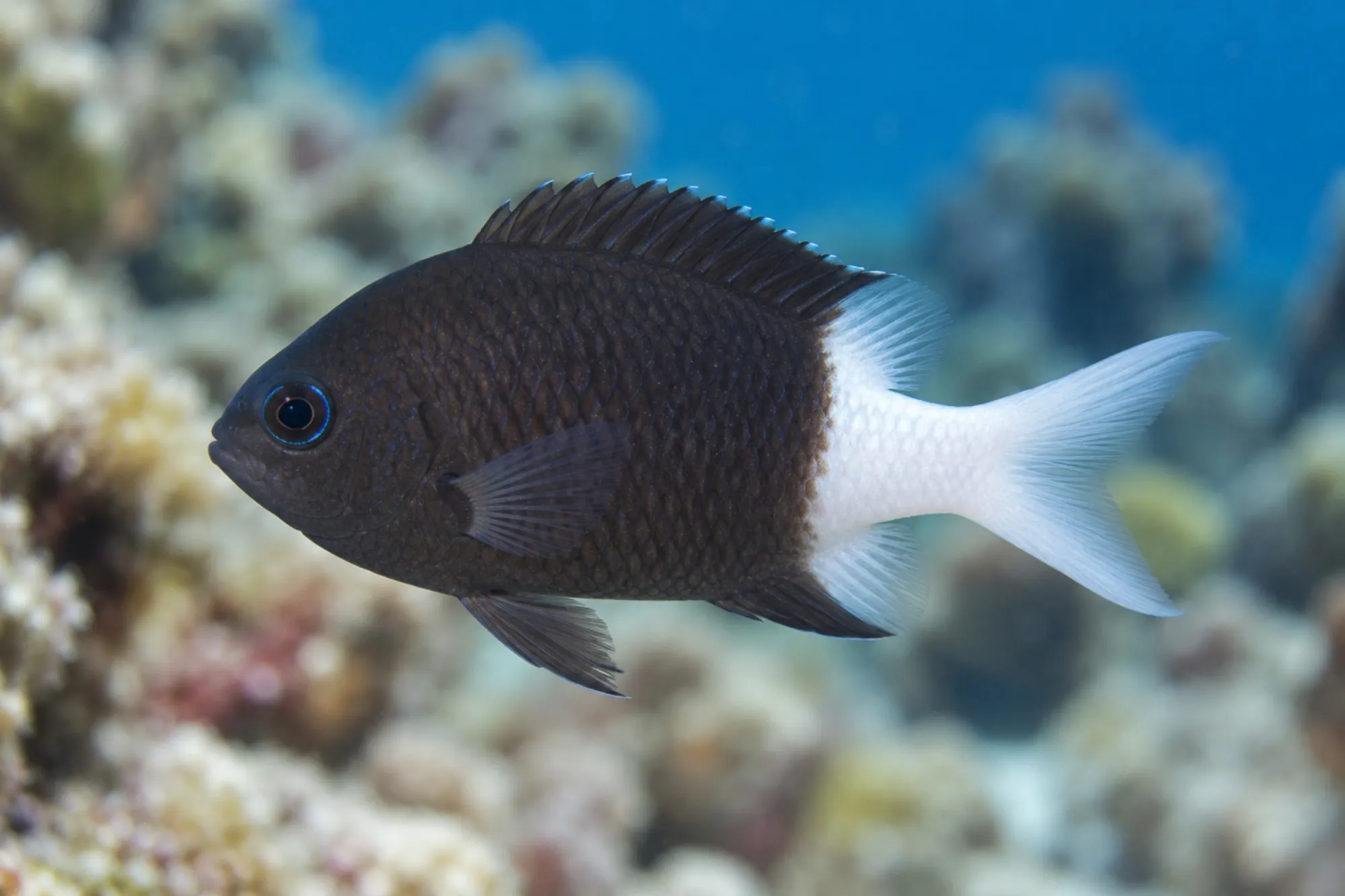 Zweifarben Riffbarsch, Chromis margaritifer