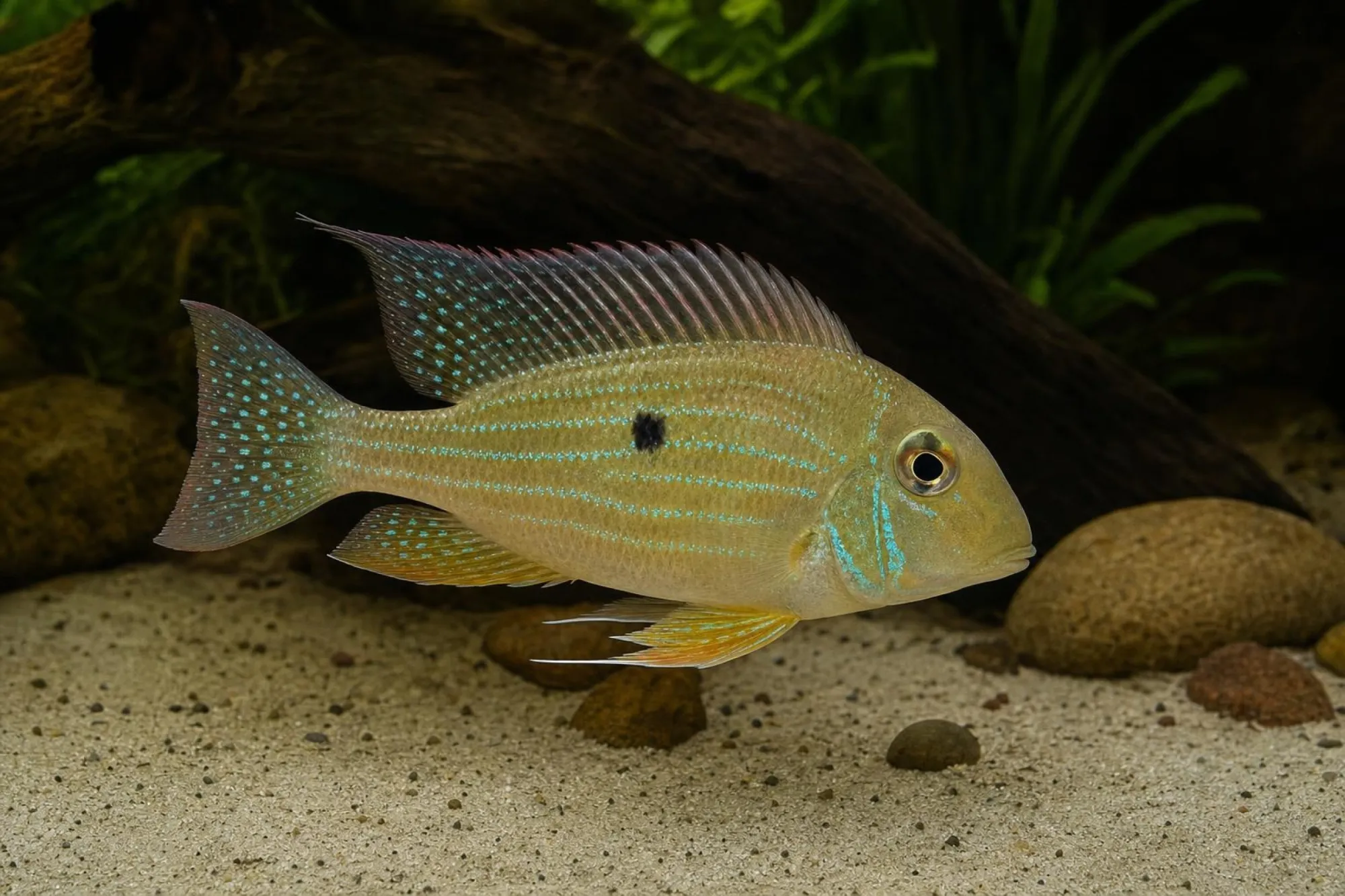 Hochstirn-Erdfresser „Rio Xingu“, Geophagus altifrons
