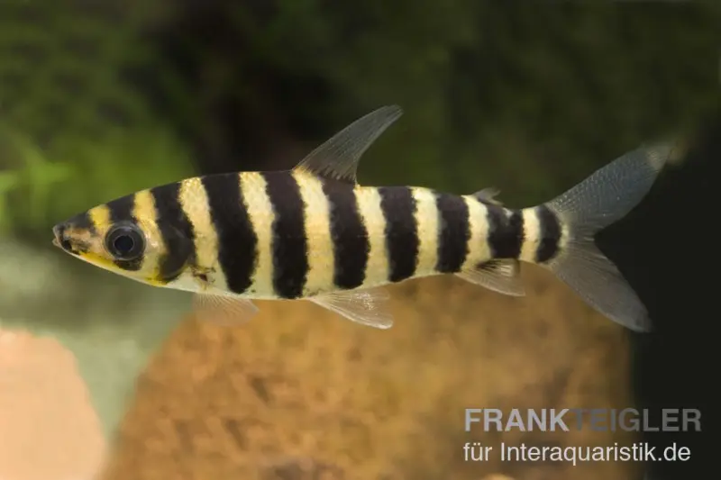 Grüner Leporinus, Leporinus fasciatus (Wespensalmler)