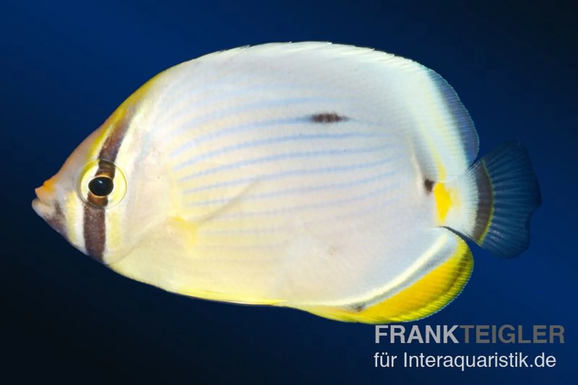 Dreistreifen-Falterfisch, Chaetodon trifasciatus