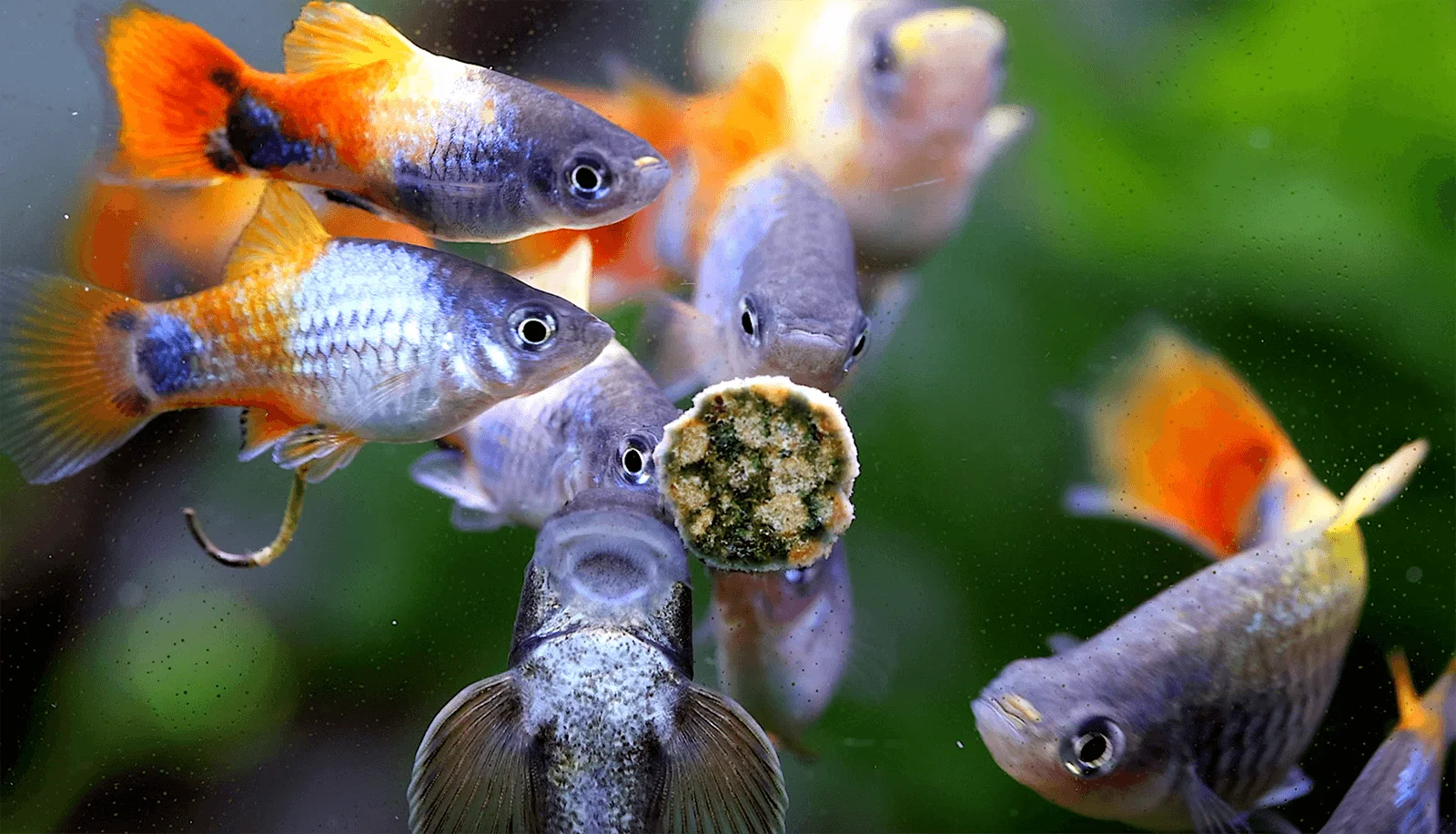 Mehrere Guppy-ähnliche Fische an Futtertablette