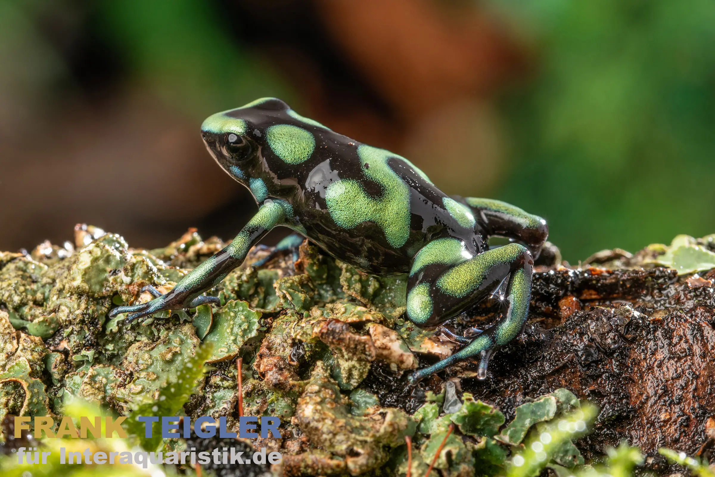 Capurgana Pfeilgiftfrosch, Dendrobates auratus capurgana
