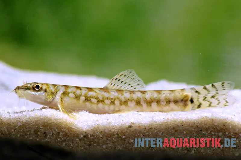 Indische Bachschmerle, Mesonoemacheilus guentheri