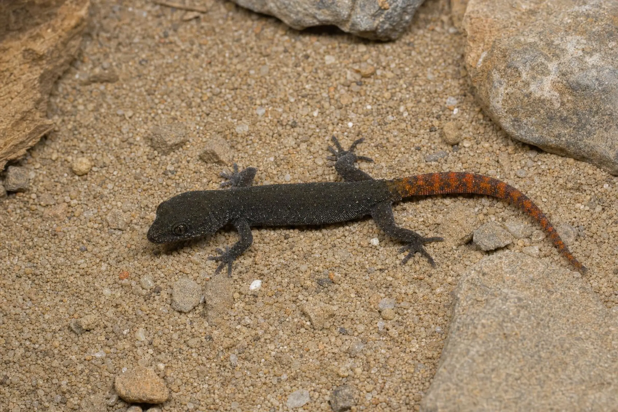 Maurischer Echsenfingergecko, Saurodactylus mauretanicus