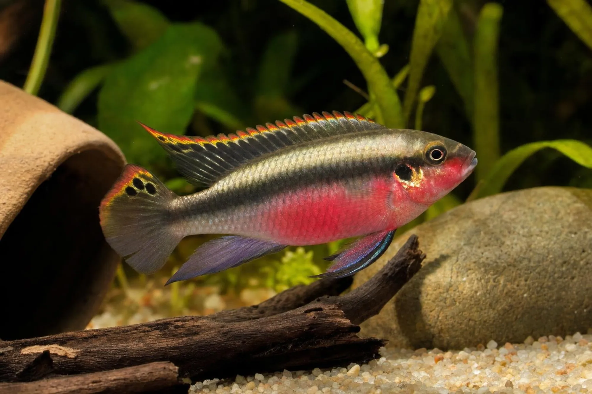 Purpurprachtbarsch „Red“, Pelvicachromis pulcher