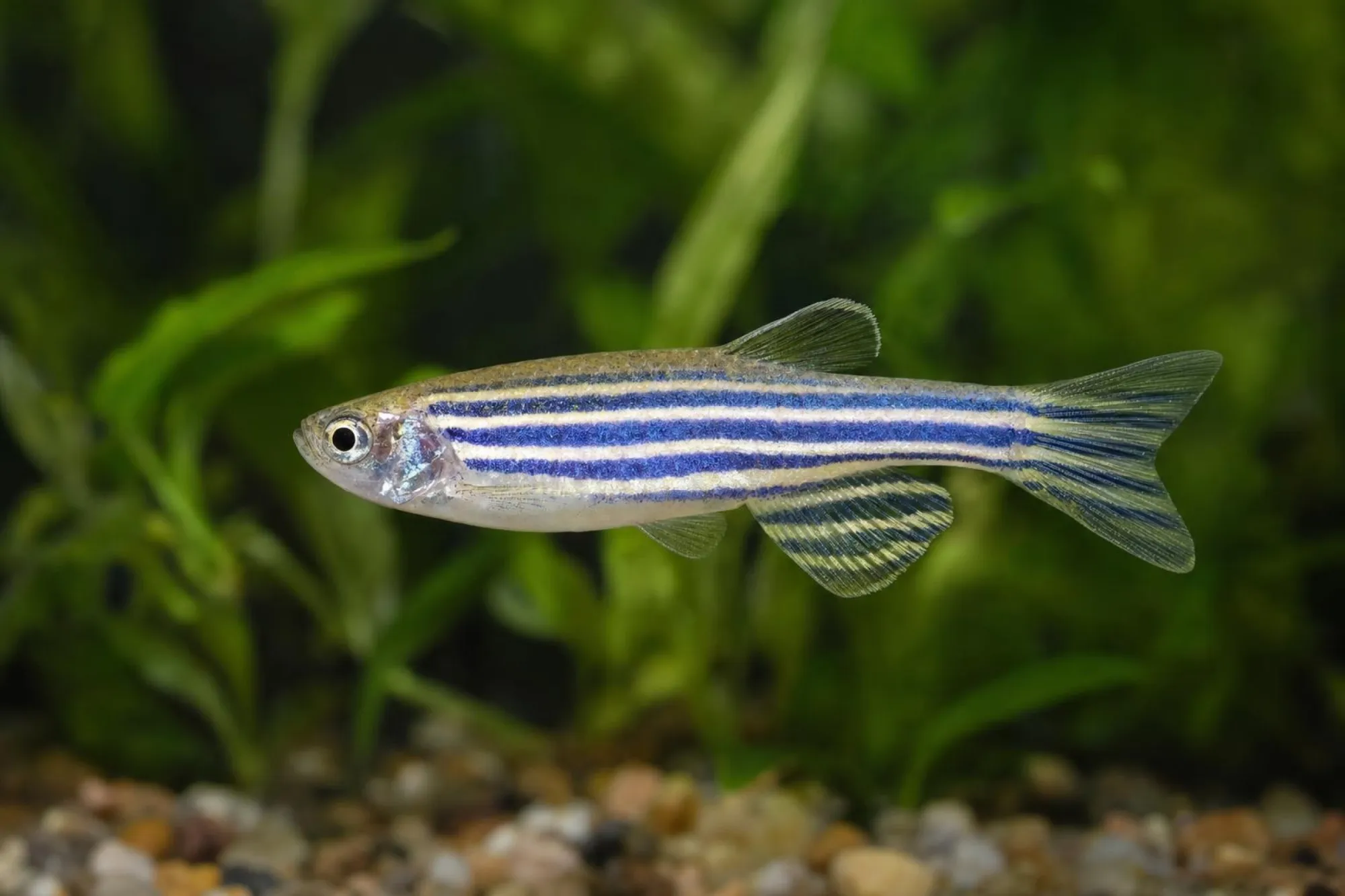 Schleier-Zebrabärbling, Danio rerio