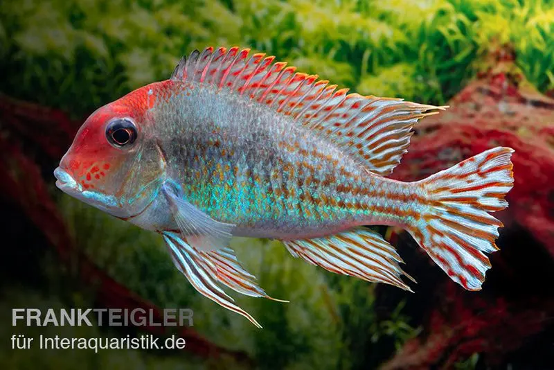 Rotkopf-Erdfresser, Geophagus sp. RIO TAPAJOS