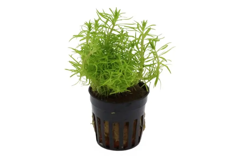 Indisches Sternkraut, Pogostemon deccanensis (erectus), im Topf