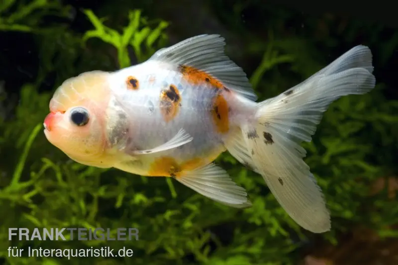 Oranda calico, Carassius auratus (Kaltwasser), verschiedene Größen