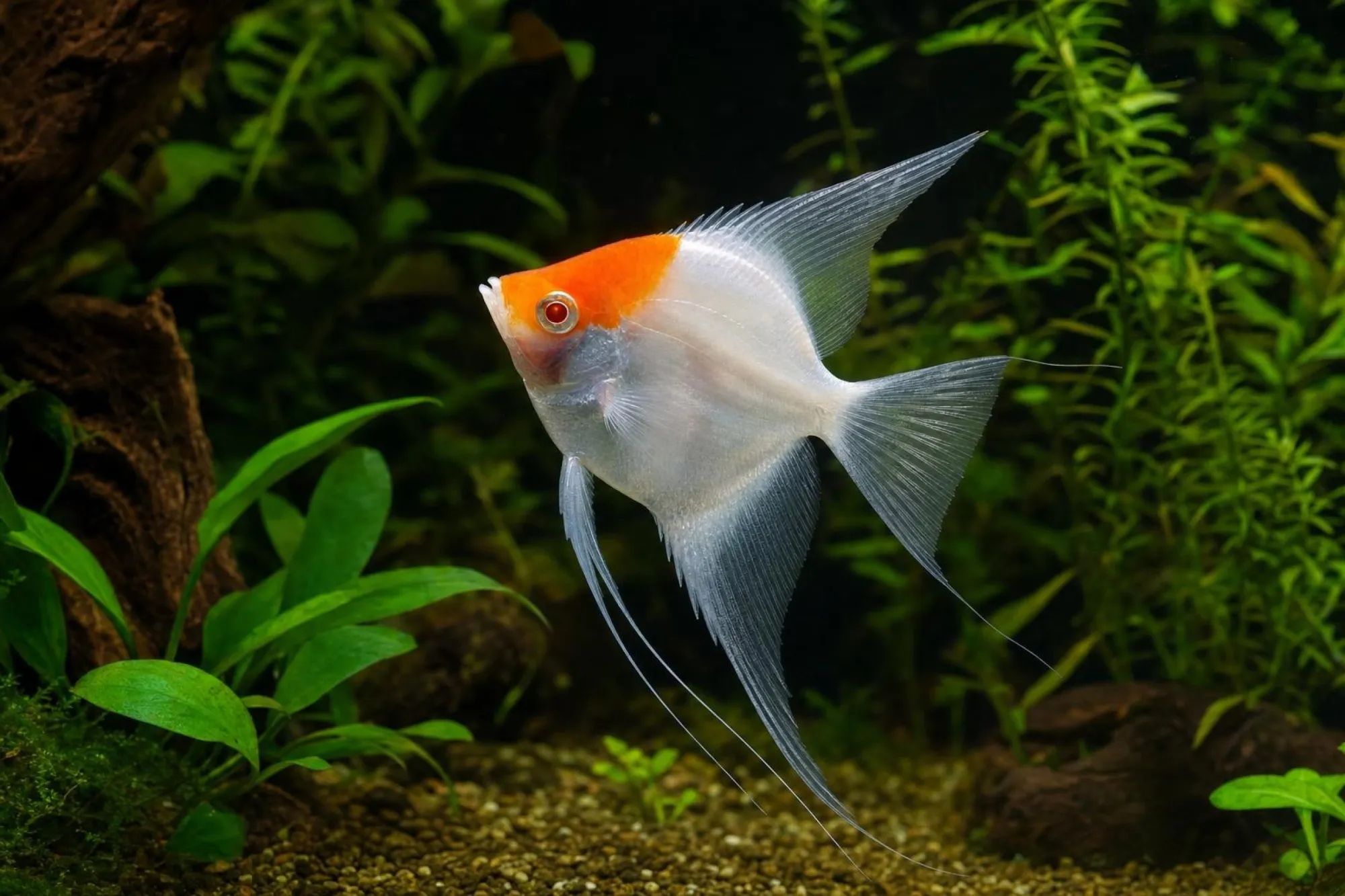 Skalar „Koi Diamond“, Pterophyllum scalare, ca. 3,0-3,5 cm