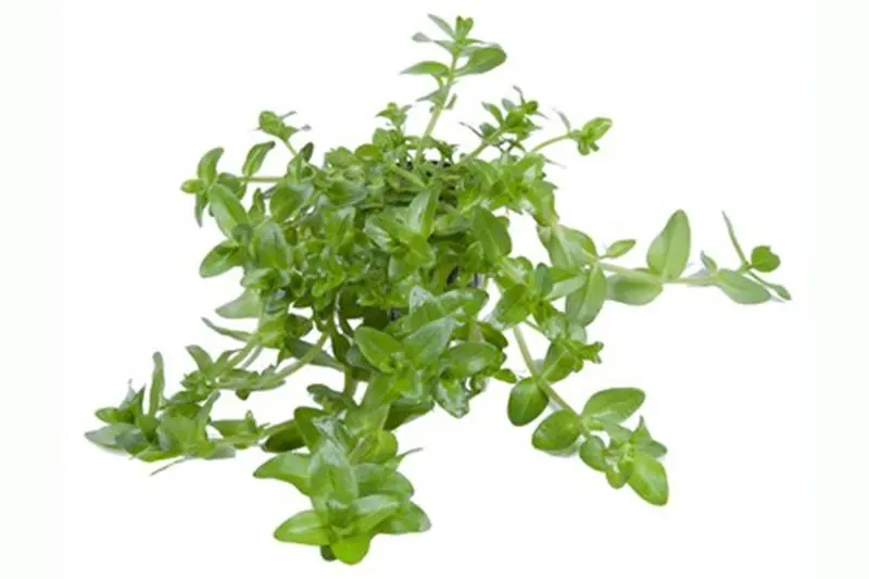 Großes Fettblatt, Bacopa amplexicaulis/caroliniana, im Topf