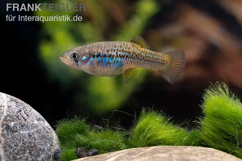 Halbmondgambusia, Gambusia hurtadoi