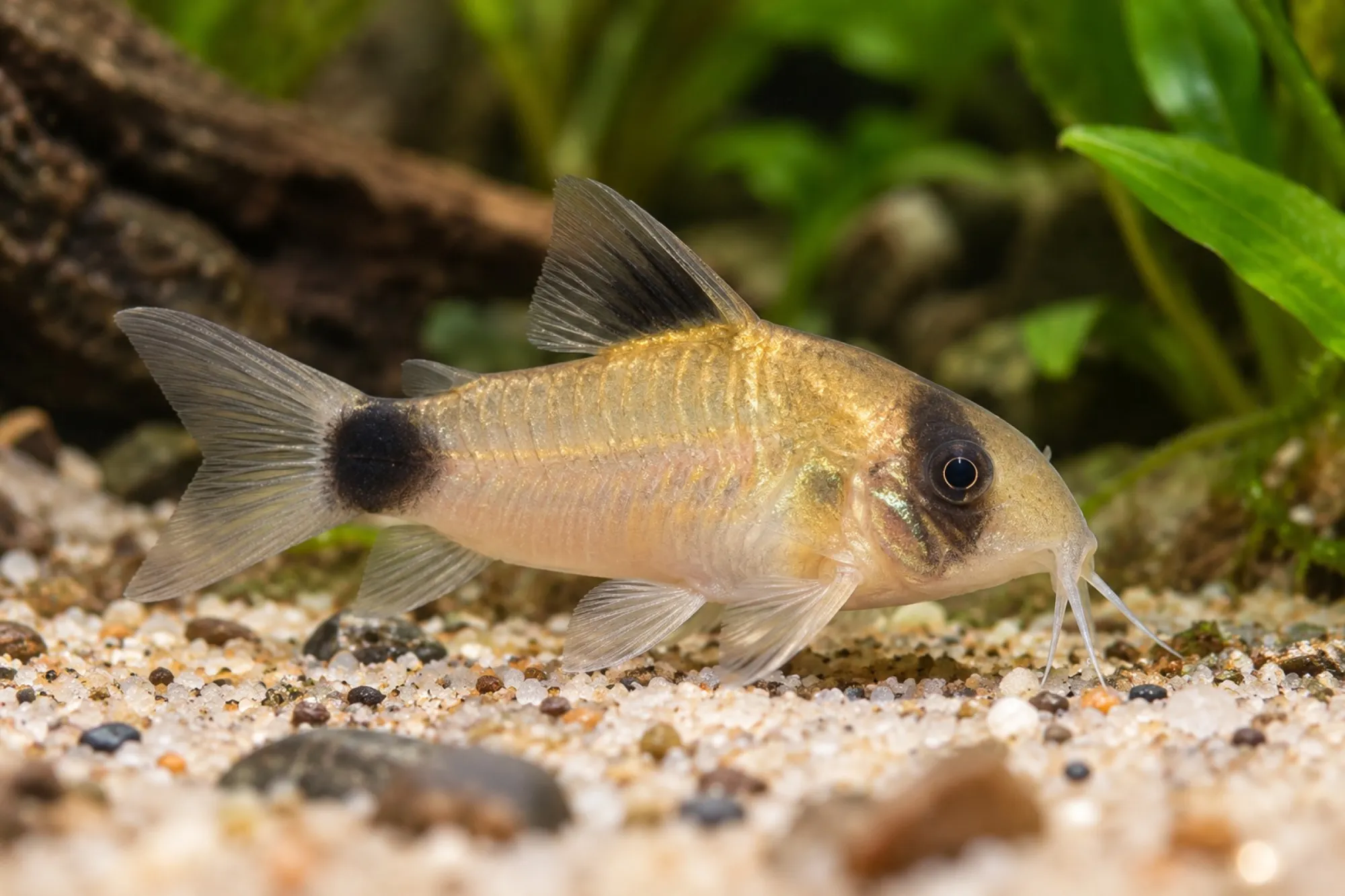 Panda-Panzerwels „Gold“, Corydoras panda