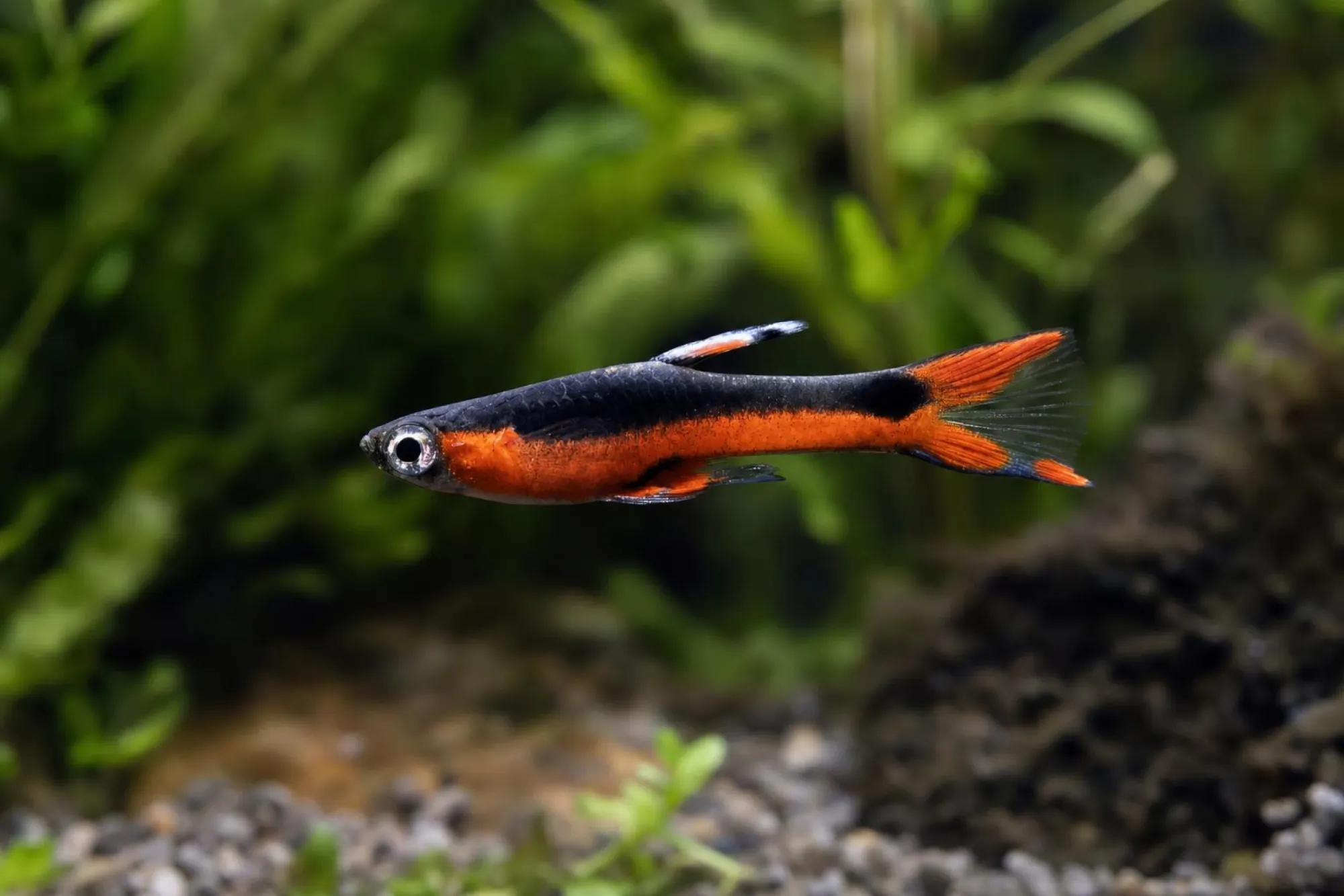 Kardinal-Endler-Guppy, Männchen, Poecilia wingei