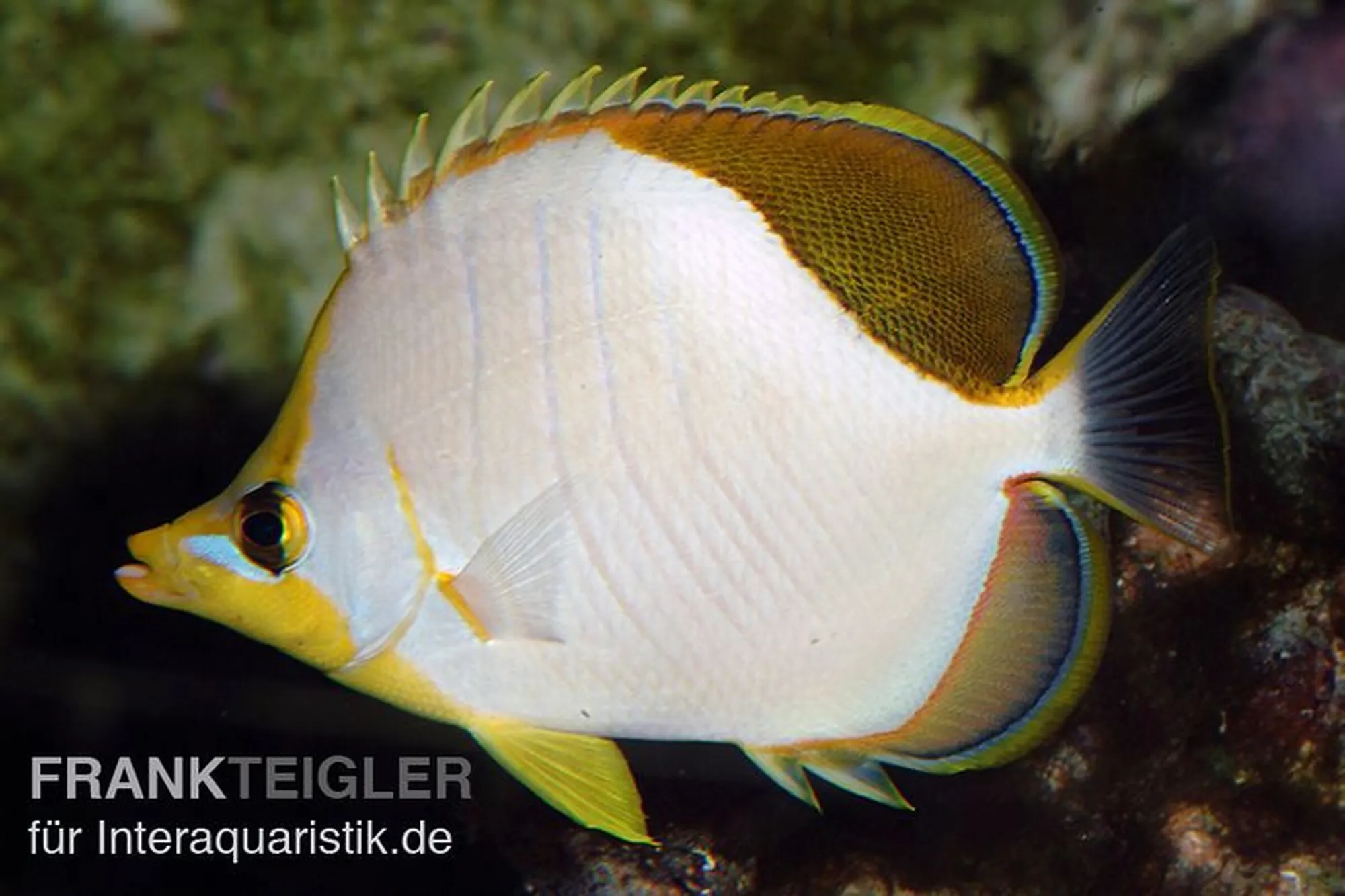 Gelbkopf-Falterfisch, Chaetodon xanthocephalus