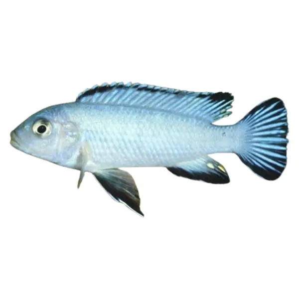 Malawisee-Cichliden