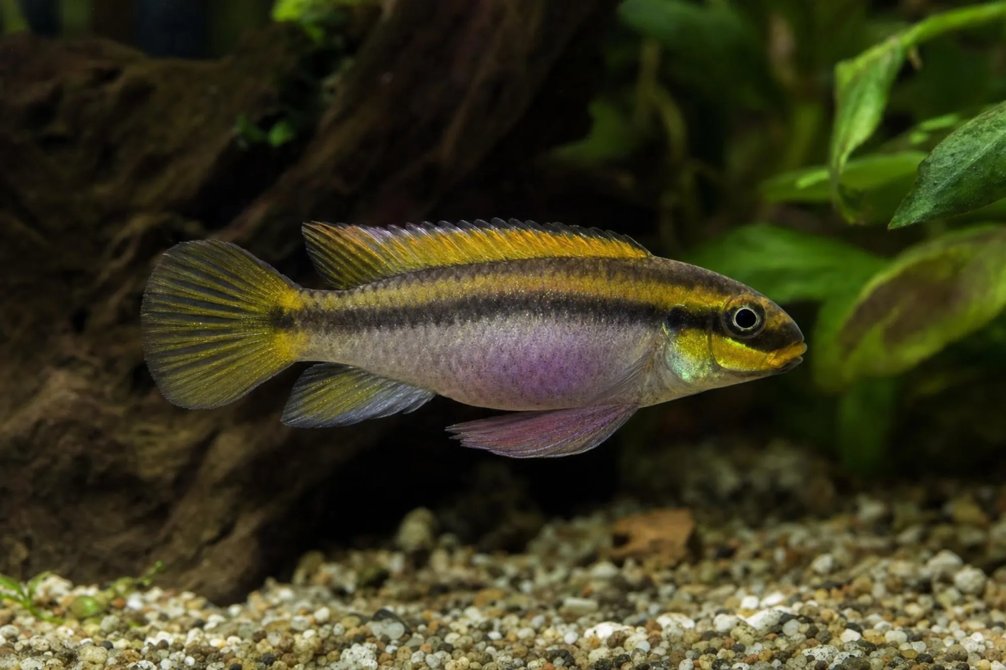 Smaragdprachtbarsch „Nigeria Green“, Pelvicachromis taeniatus, ca. 4,0-5,0 cm