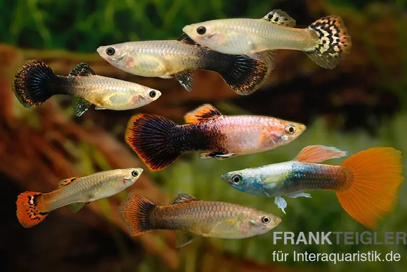 Guppy Bunter Zucht-Mix, Poecilia reticulata, 2M 5W