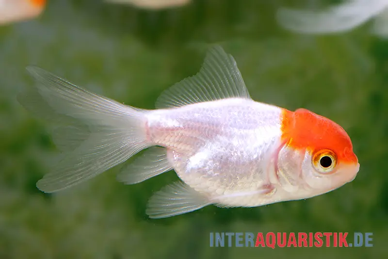 Rotkopf-Oranda, Carassius auratus (Kaltwasser), verschiedene Größen