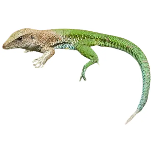 Reptilien