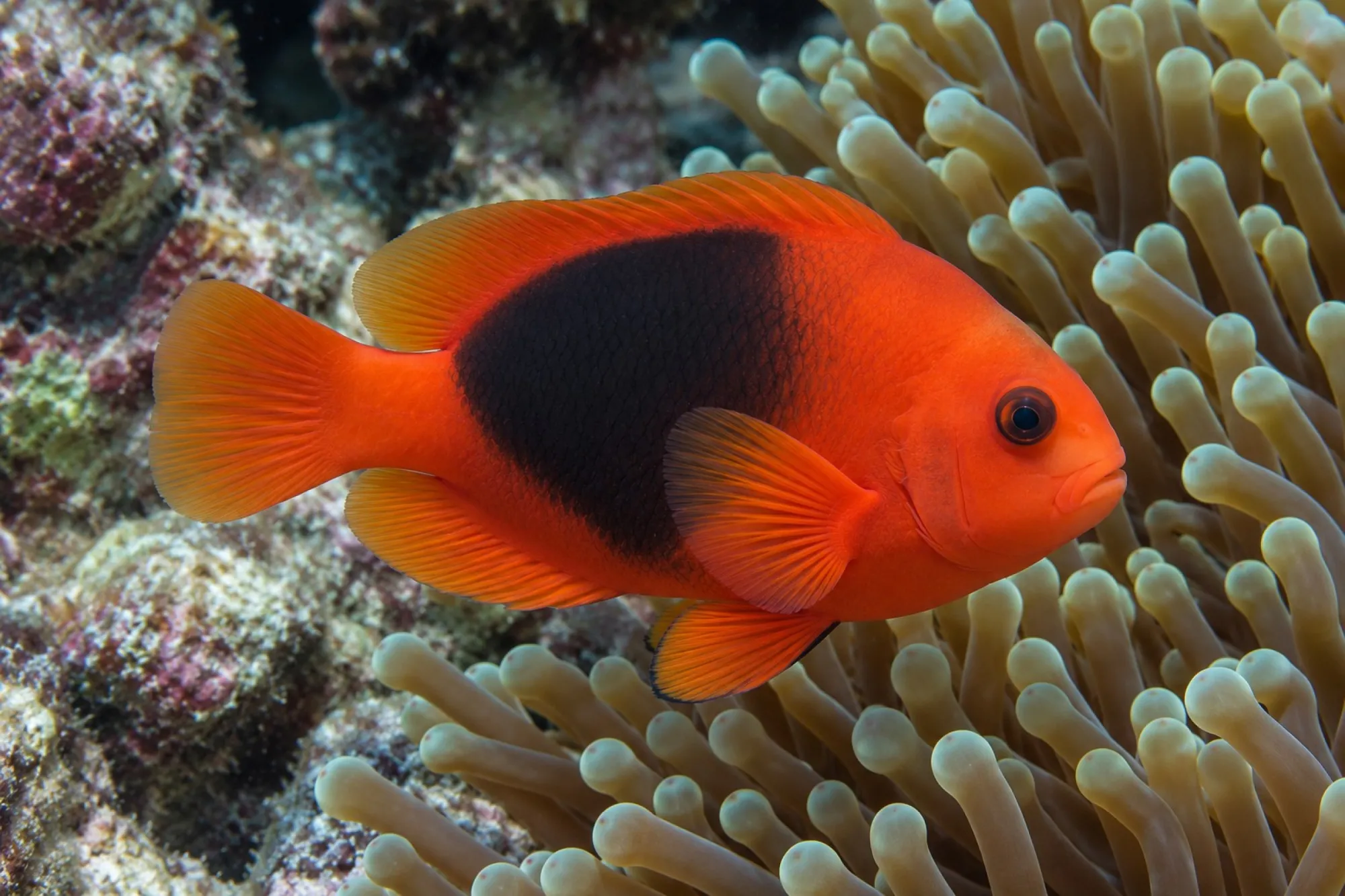 Glühkohlen-Anemonenfisch Nachzucht, Amphiprion ephippium