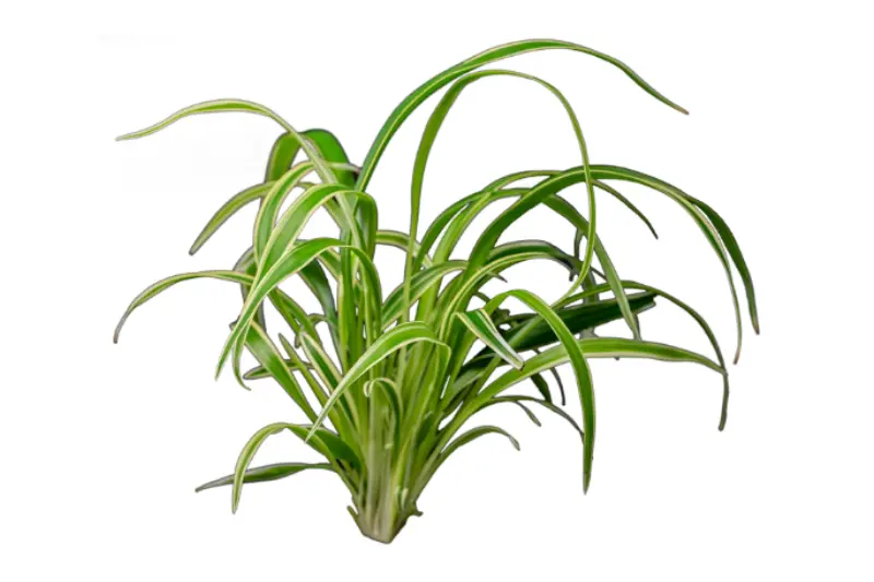 Grünlilie, Chlorophytum laxum (bichetii) Terrarienpflanze