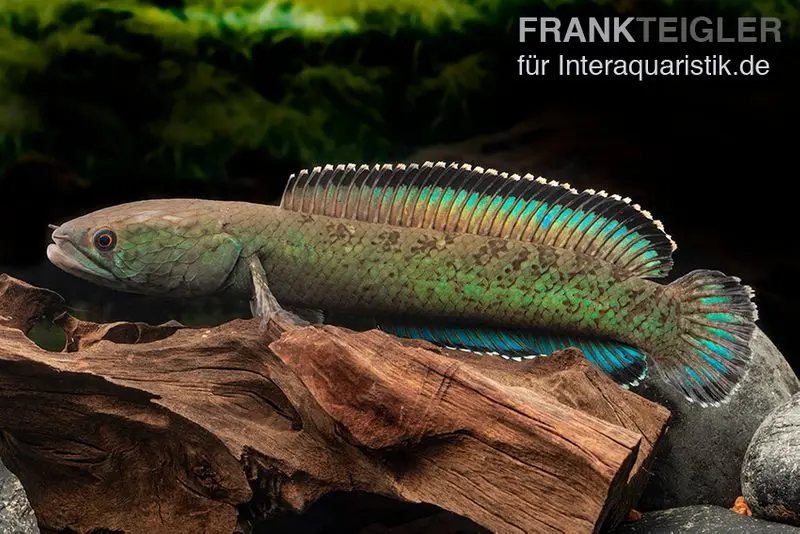 Emerald Green Schlangenkopf, Channa cf. pomanensis „Emerald Green“