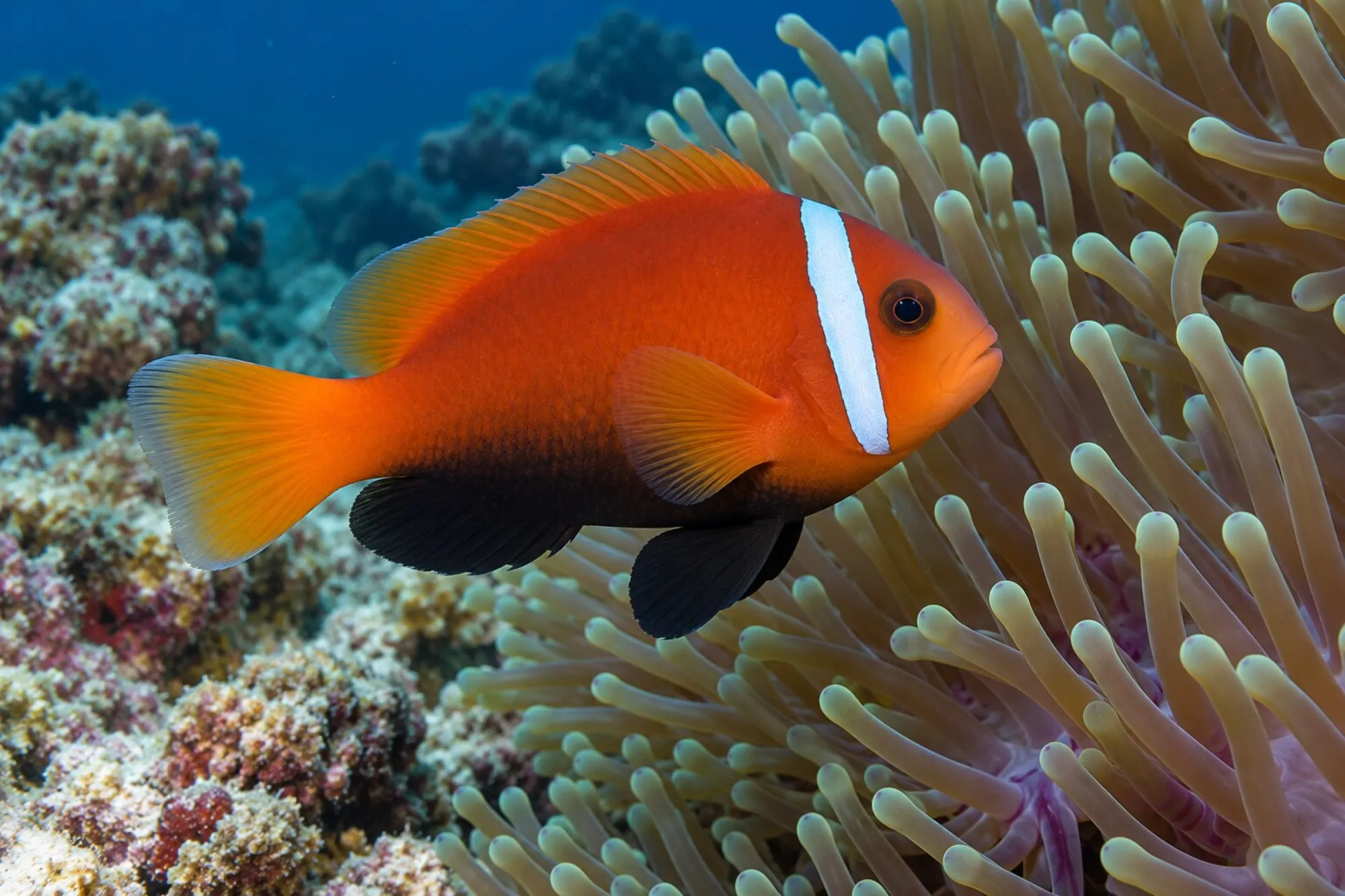 Malediven-Anemonenfisch, Amphiprion nigripes