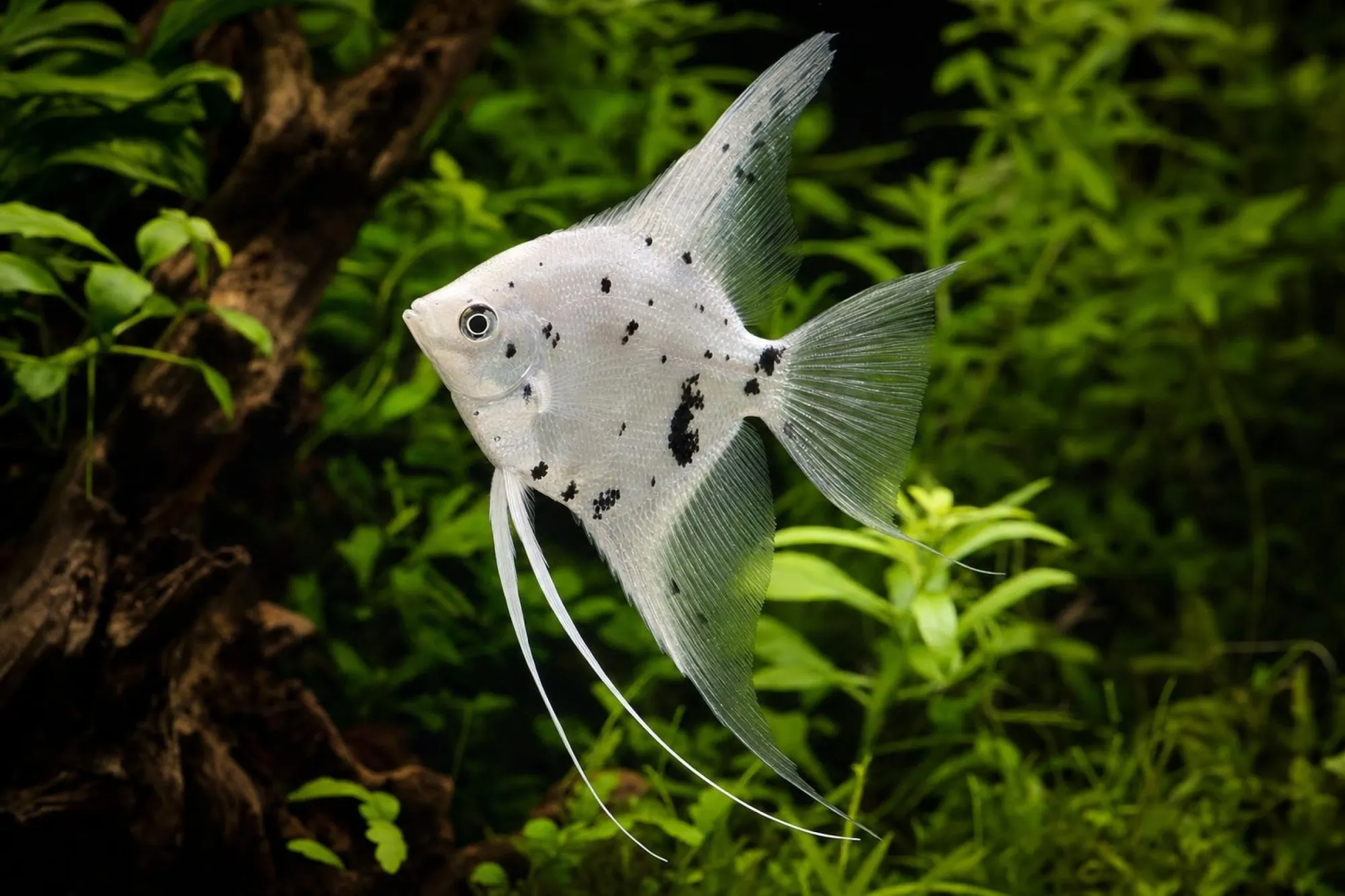 Skalar „Platinum Dalmatiner“, Pterophyllum scalare