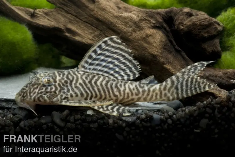 Königstiger-Harnischwels, Hypancistrus spec. L66, 3-4 cm DNZ