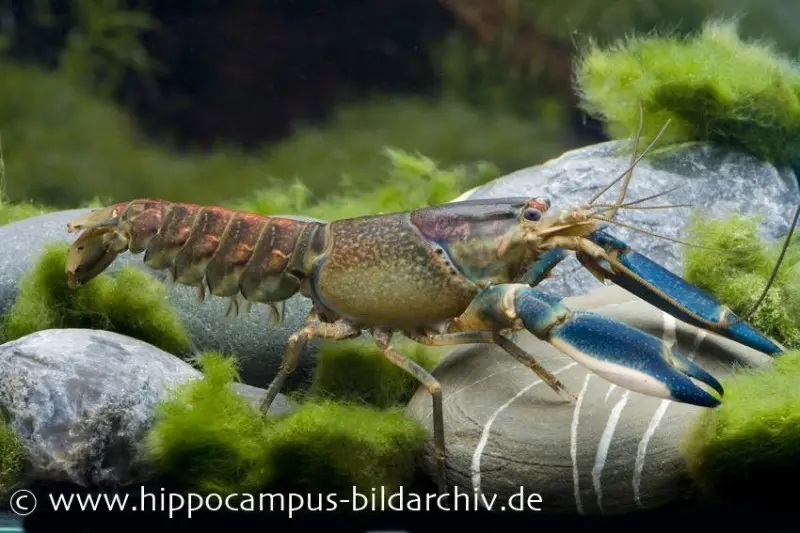 Blau-Rosa Krebs, Cherax warsamsonicus (Hoa Creek)