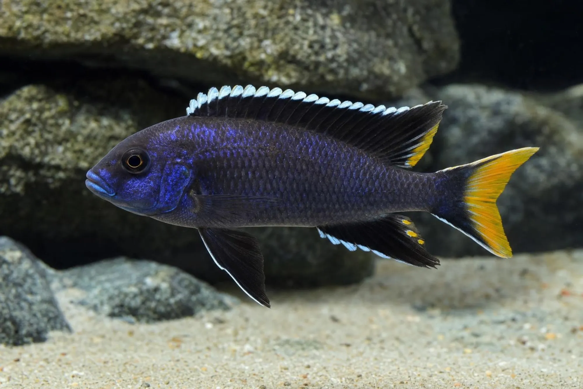 Gelbflossen-Maulbrüter „Itungi“, Pseudotropheus acei