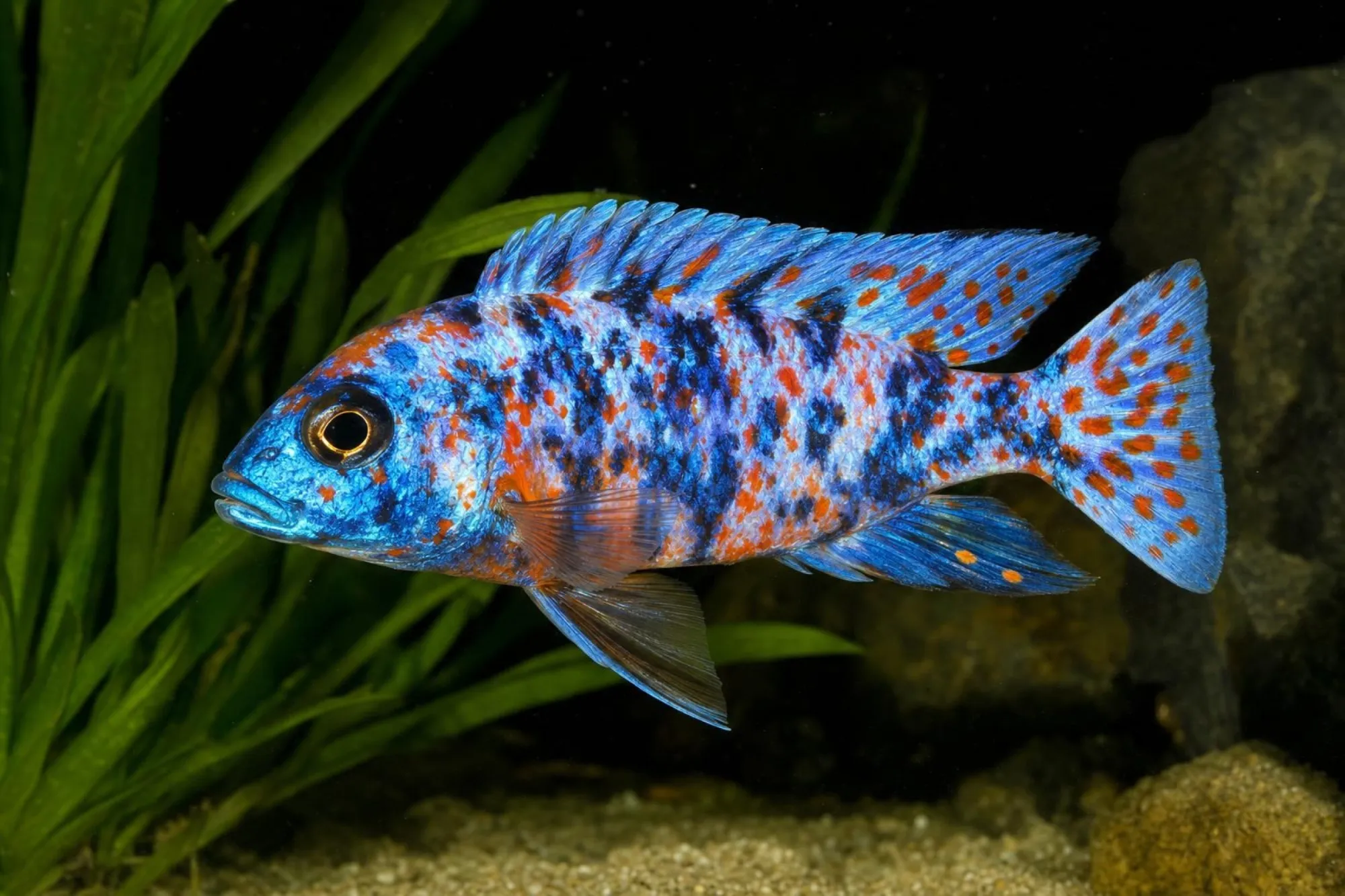 Kaiserbuntbarsch „Marmalade Cat“, Aulonocara sp., ca. 5,0-6,0 cm