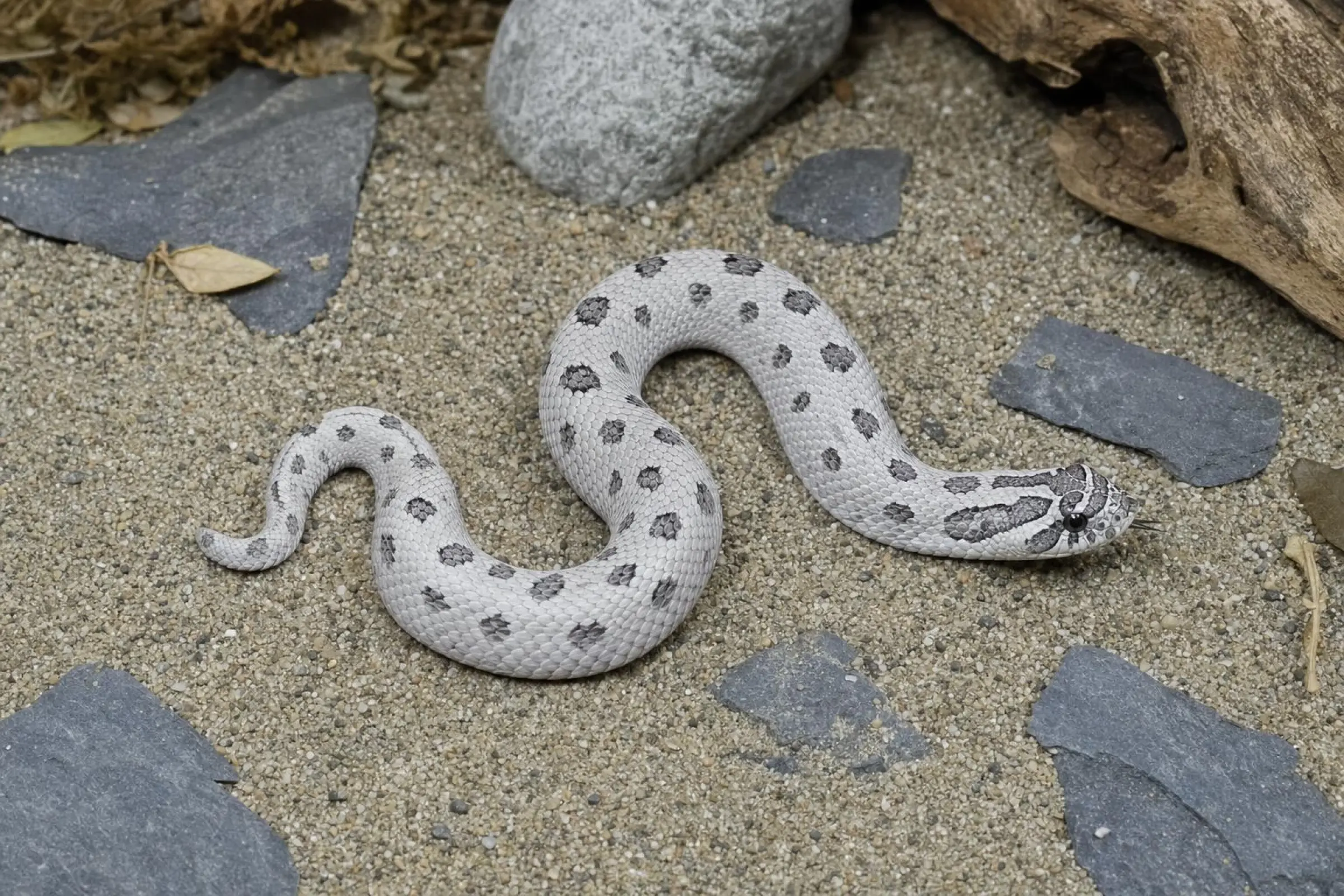 Axanthic-Arctic-Conda-Hakennasennatter aus Nachzucht, Heterodon nasicus