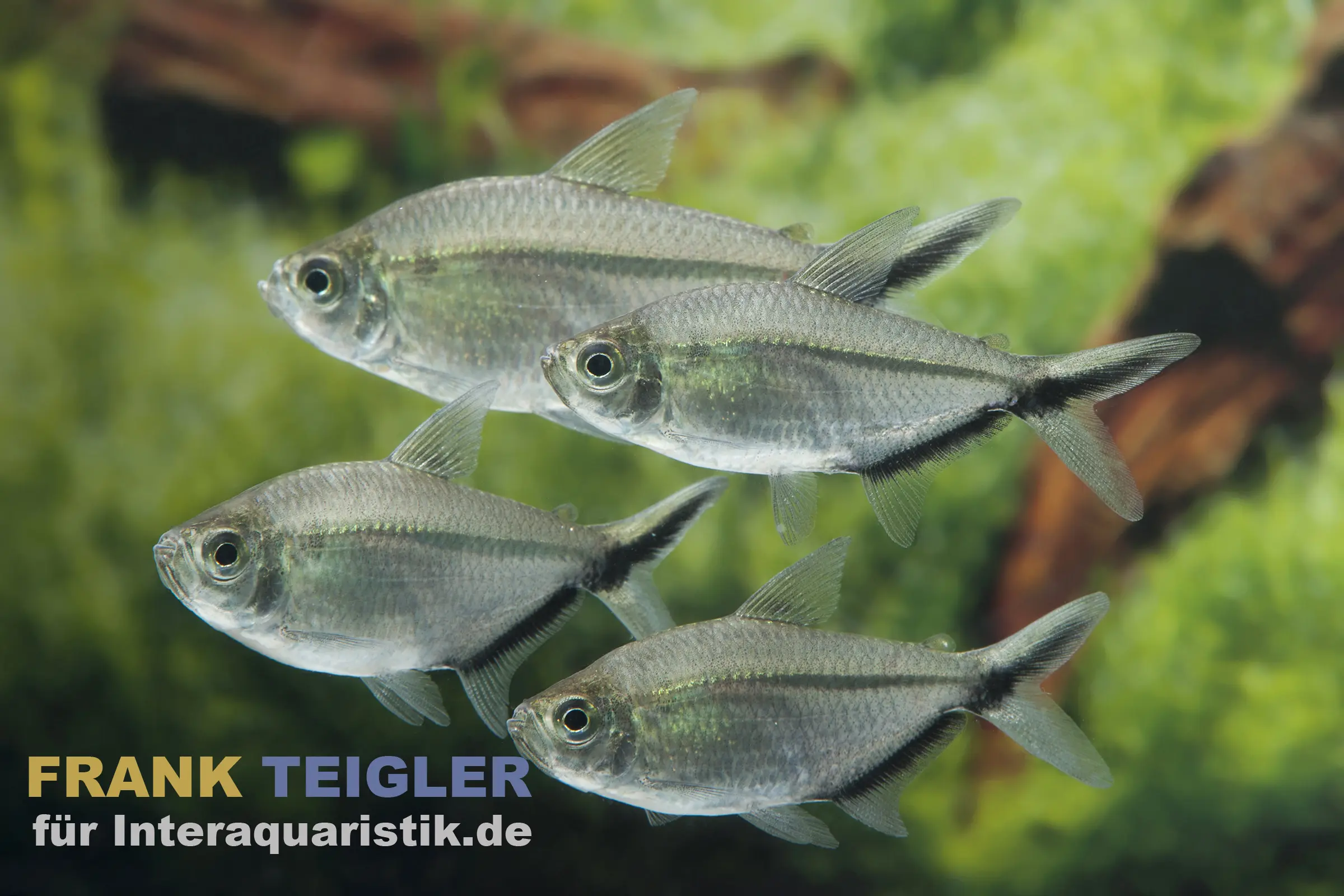 Schwarzliniensalmler, Moenkhausia costae