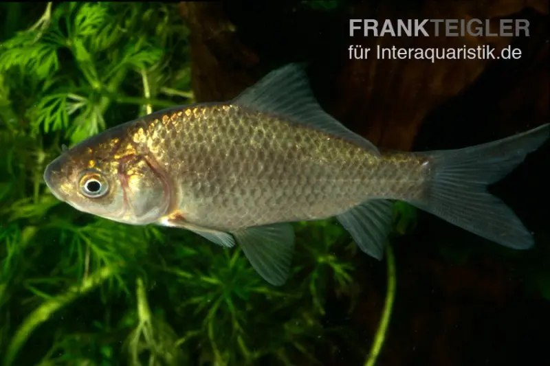 Karausche, Carassius carassius, 7-9 cm (Kaltwasser)