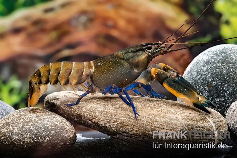 Roter Kambuayakrebs, Cherax spec. Kambuaya Creek Red Claw