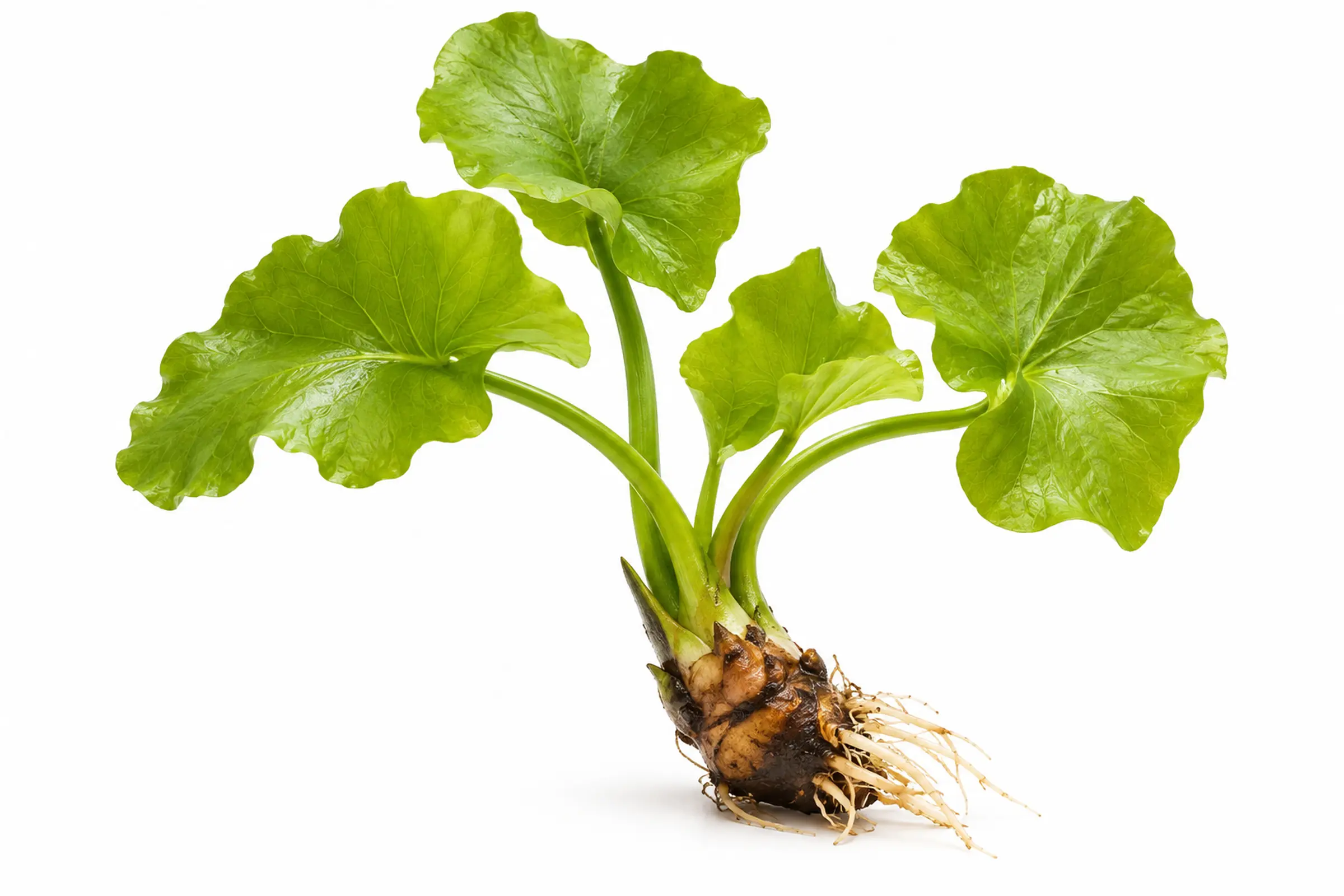 Japanische Seerose, Teichmummel, Nuphar japonica, Knolle