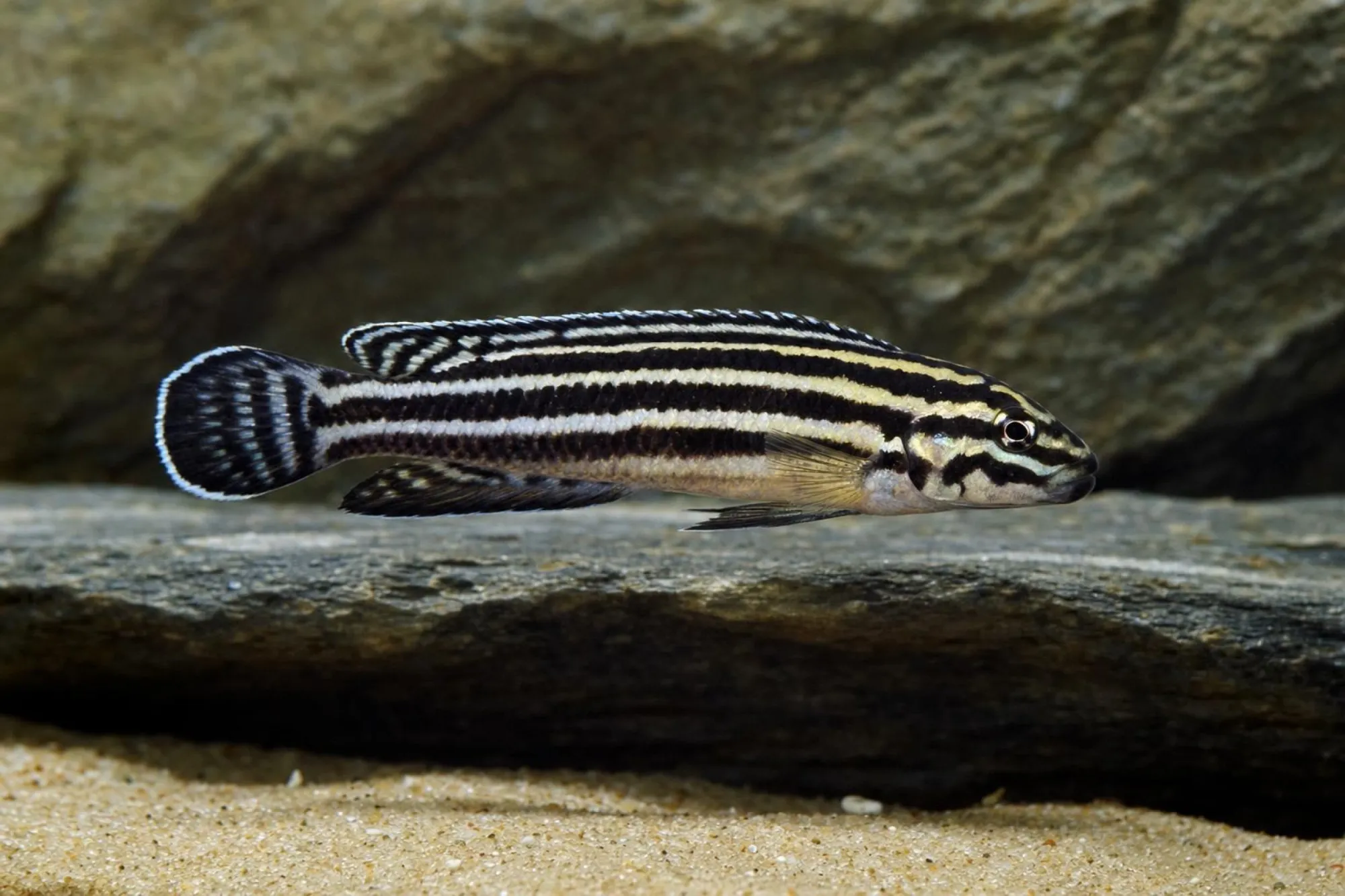 Vierstreifen-Schlankcichlide, Julidochromis regani