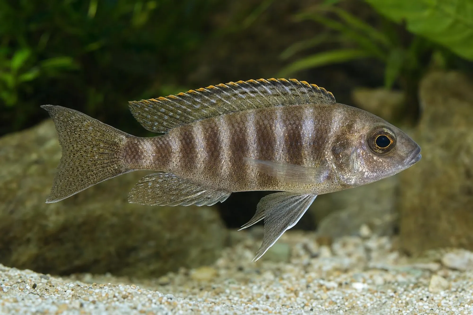 Kaiserbuntbarsch „Maleri“, Weibchen, Aulonocara stuartgranti