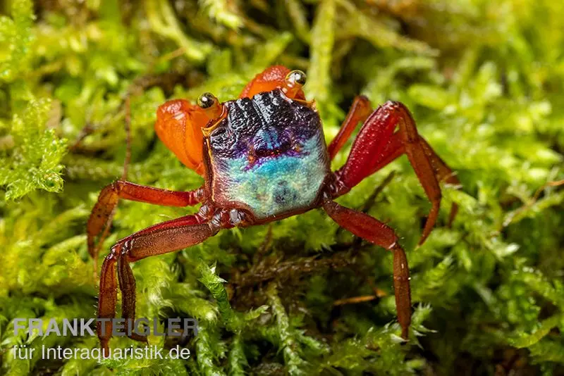Mandarinenkrabbe, Geosesarma sp. Mandarine