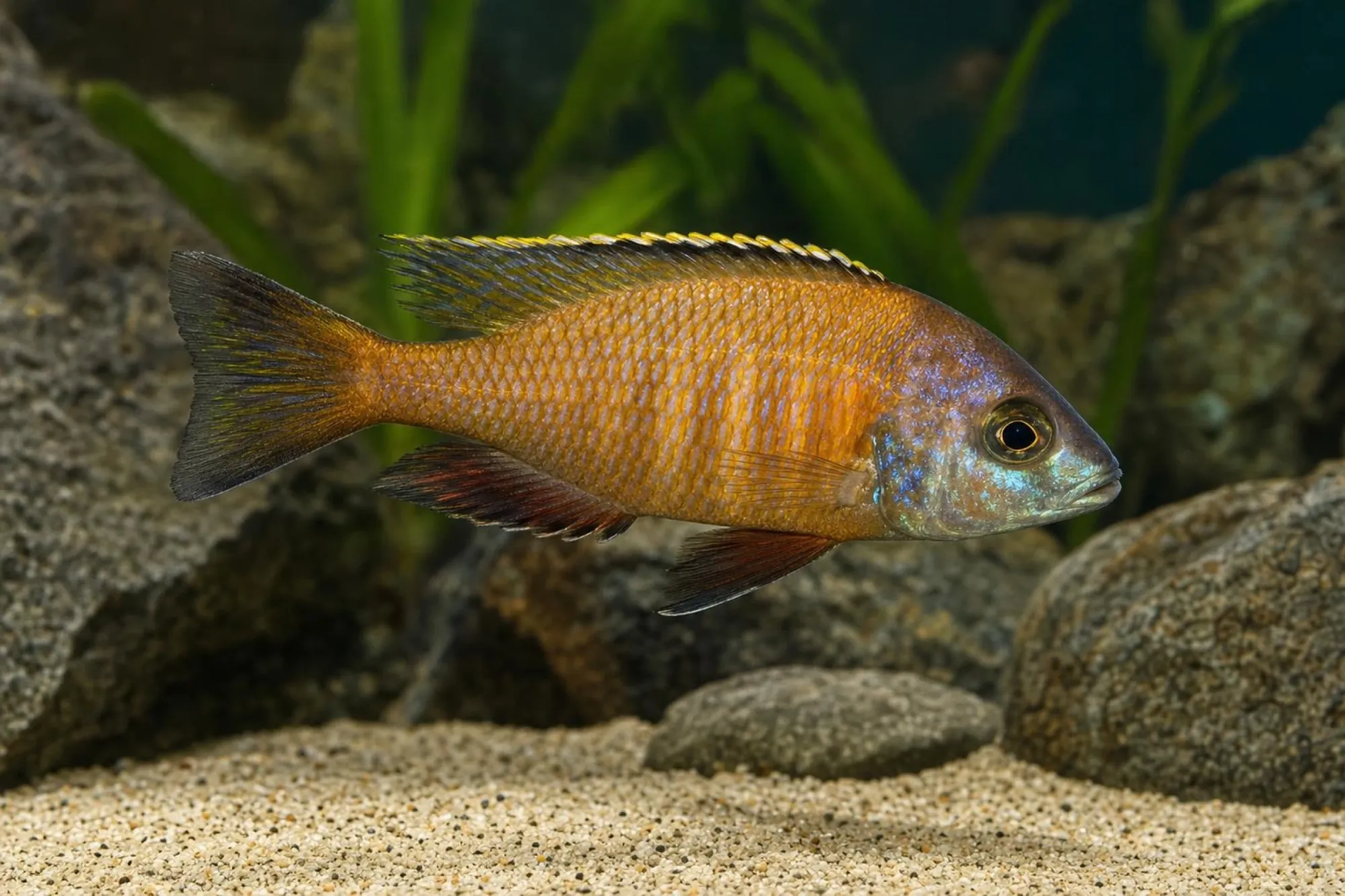 Likomamaulbrüter „Gold“, Placidochromis electra